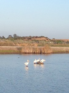 Pelicans along the Bay Trail